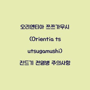 오리엔티아 쯔쯔가무시 (Orientia tsutsugamushi) 진드기 전염병 주의사항
