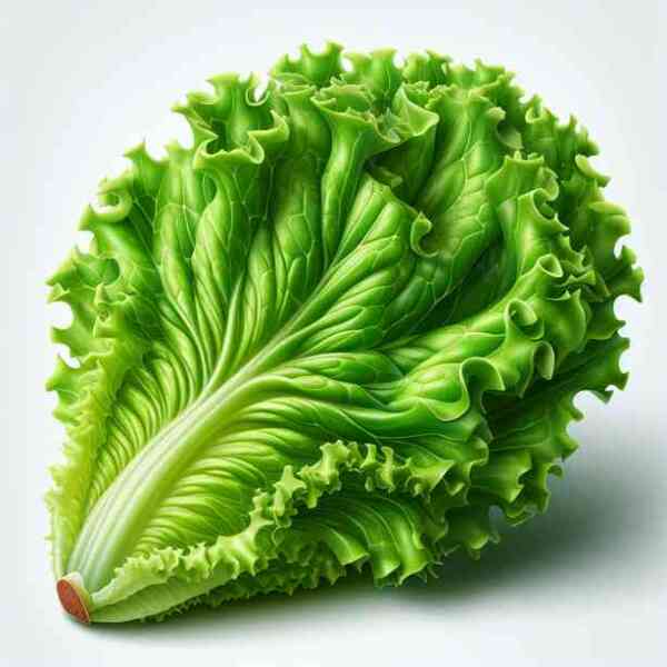 상추 효능 칼로리 영양성분 궁합음식 완벽 해설 상추 효능 칼로리 영양성분 궁합음식 완벽 해설